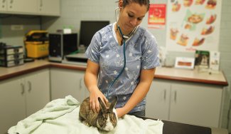 Person checking up a rabbit